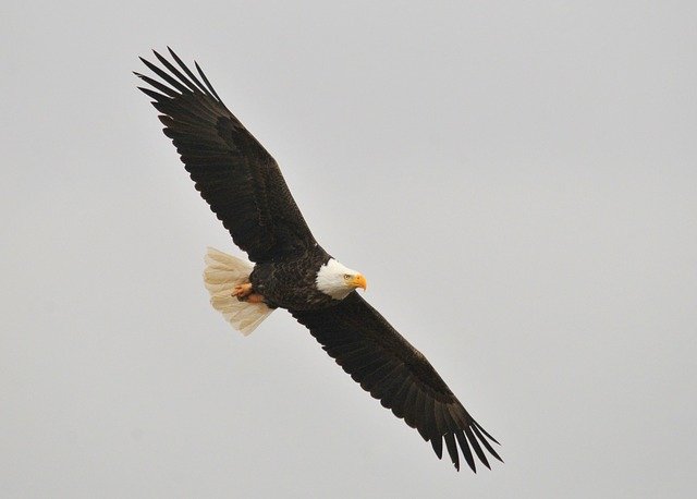 bald-eagle-1018717_640.jpg