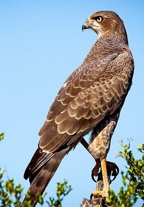 bird-of-prey-1544985_640.jpg