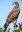 bird-of-prey-1544985_640.jpg